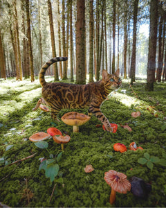 I hope you are inspired by the curious nature of @sukiicat and have a week filled with wonder